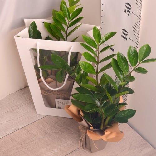 زاميا مغلفة هدايا العيد