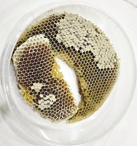 عسل السمر بالشمع 500 جم