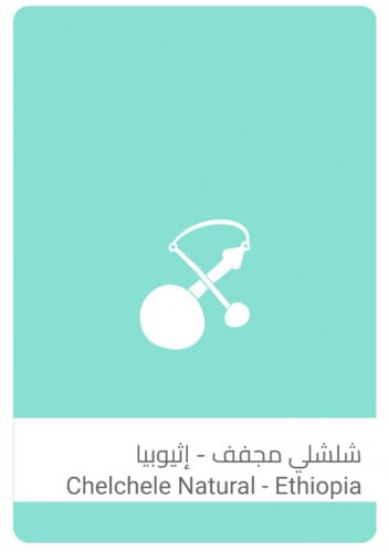 سلالات القهوة - شلشلي مجفف - إثيوبيا
