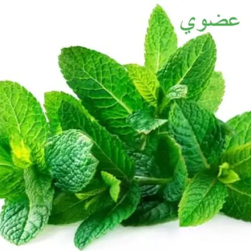 مزرعة السلوى - نعناع عضوي