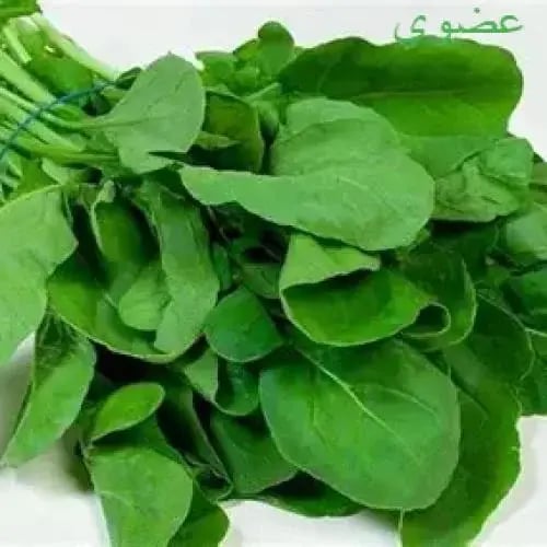 مزرعة السلوى - جرجير عضوي