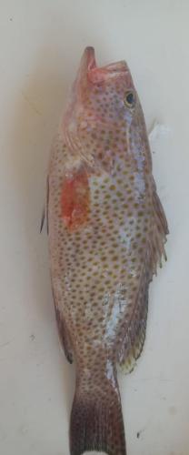 سمان (هامور بالون)