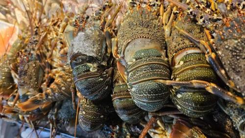 استاكوزا صغير