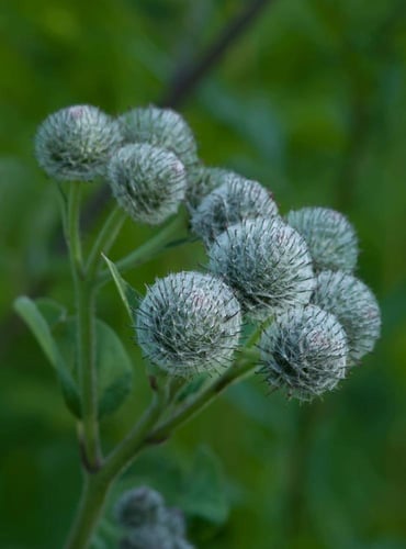 راوش علاج تساقط الشعر وزيادة الكثافة – تركيبة عشبي...