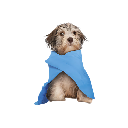 حلاقة كلب صغير