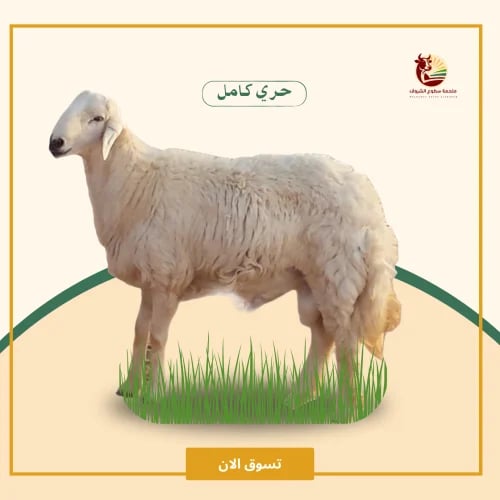 حري كامل عمر 4شهور فاخر