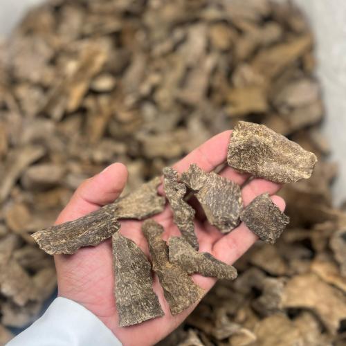 عود فيتنامي سوبر مرتفع