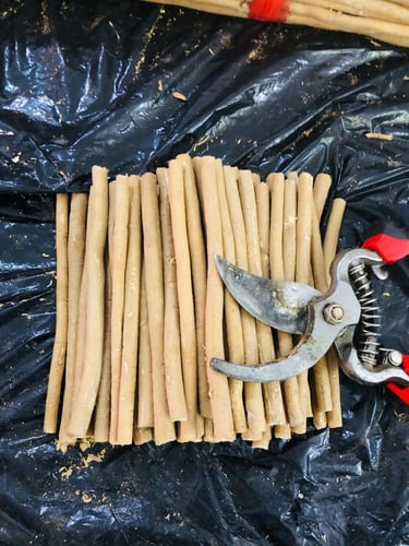 15 مسواك ابو حنش + حافظة + قطاعة ( ستيل )