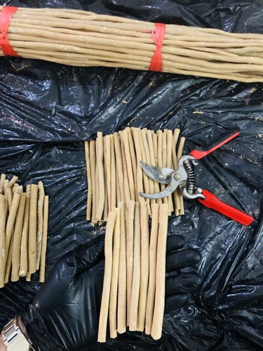 20 مسواك حنش حار وطازج