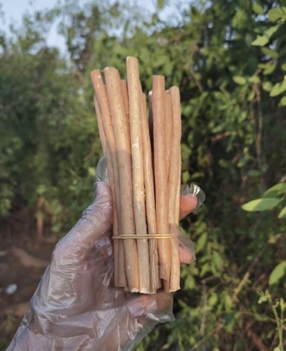 15 مسواك ابو حنش + حافظة + قطاعة ( ستيل )