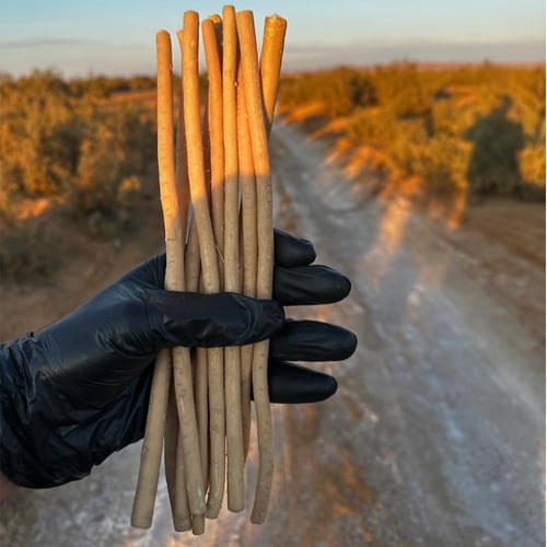 20 مسواك حنش حار وطازج