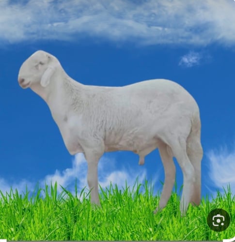 سواكني مرابي طيب