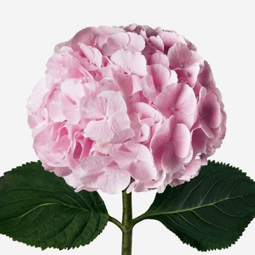 Pink Hydrangea flower
