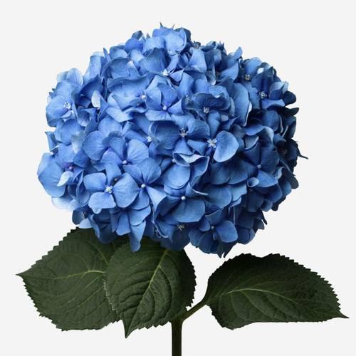 Blue hydrangea flower