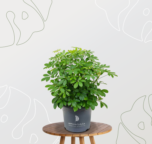 نبتة شيفليرا