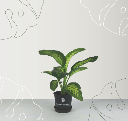 نبتة دفنباخيا