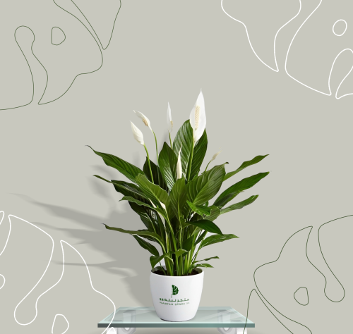 نبتة زئبق السلام