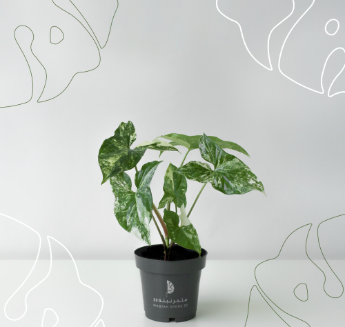 نبتة سنجونيوم