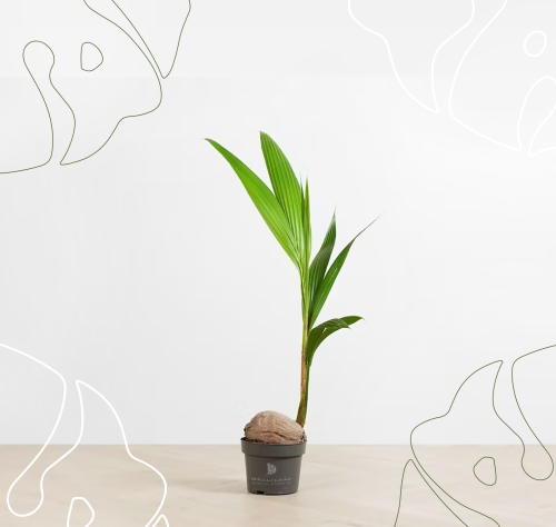 نبتة الكوكنت (نخلة جوز الهند)