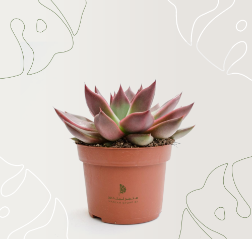 نبتة اشفيريا