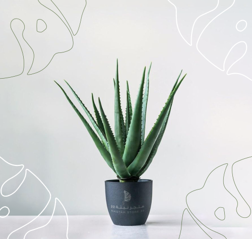 نبتة الألوفيرا