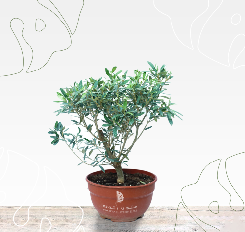 الزيتون المقزم