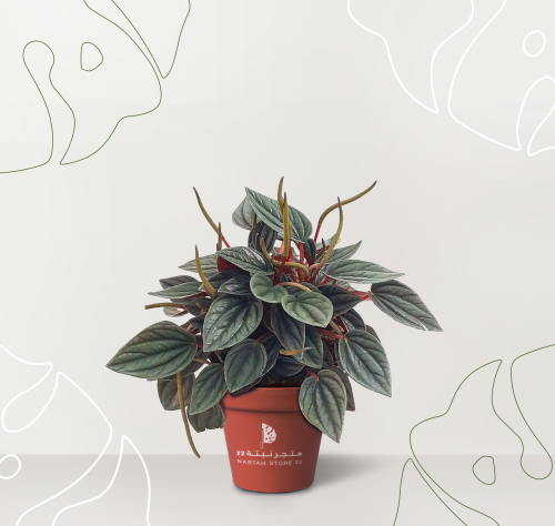 نبتة ببروميا روسو