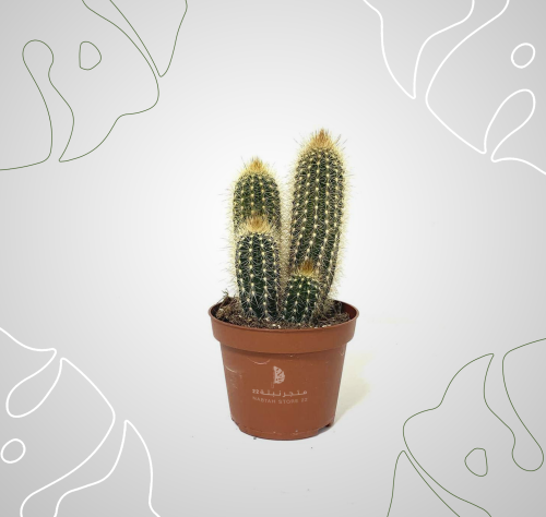 نبتة الصبار