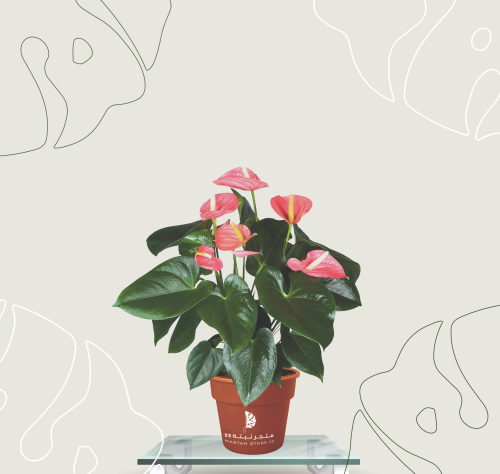 نبتة انوريوم