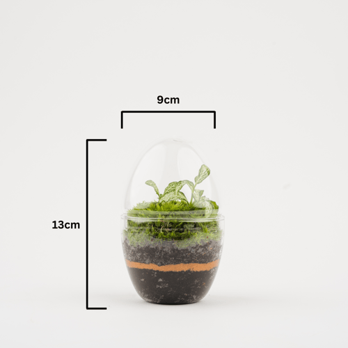 جوي جاردن (I love you)