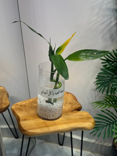 اغصان البامبو مع سمك