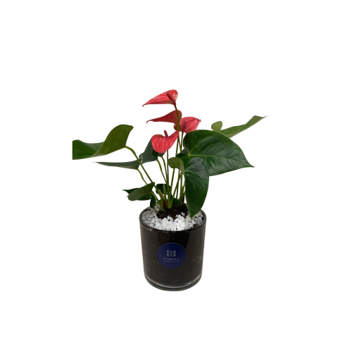 انتوريوم أحمر – Red Anthurium