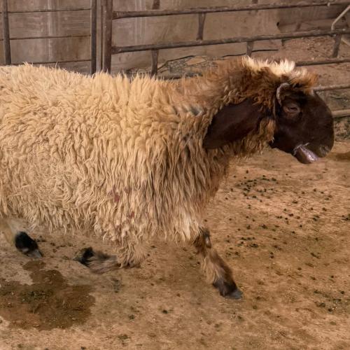 جذعه تميمه العمر 6 شهر