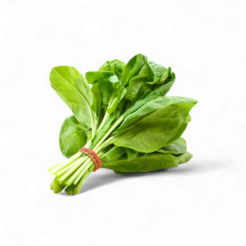 سلك- حــــــبة