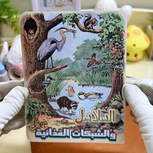 مطوية السلاسل والشبكات الغذائية علوم ثالث ابتدائي