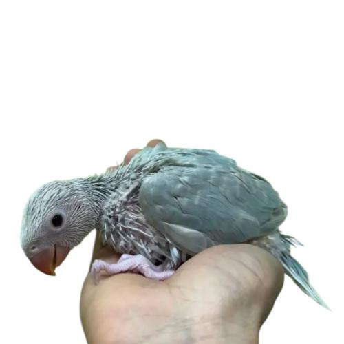 فرخ ببغاء درة ازرق