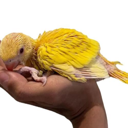فرخ ببغاء درة اصفر
