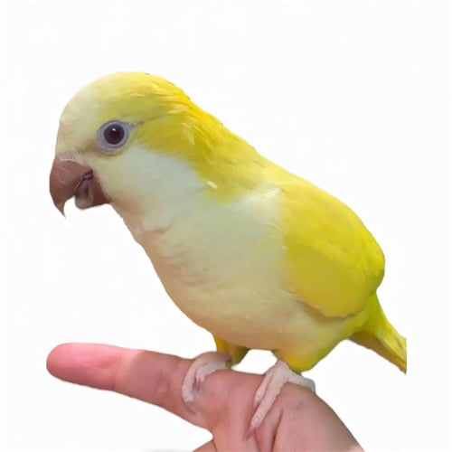ببغاء كويكر اليف اصفر