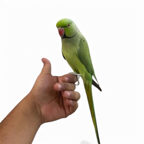 ببغاء الدرة اليف اخضر ذكر