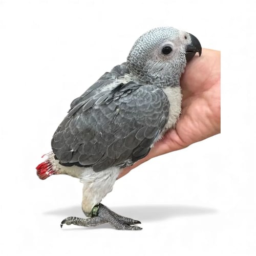 African Cockatoo Parrot chick