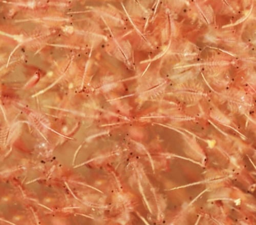 مايسس - Frozen Mysis