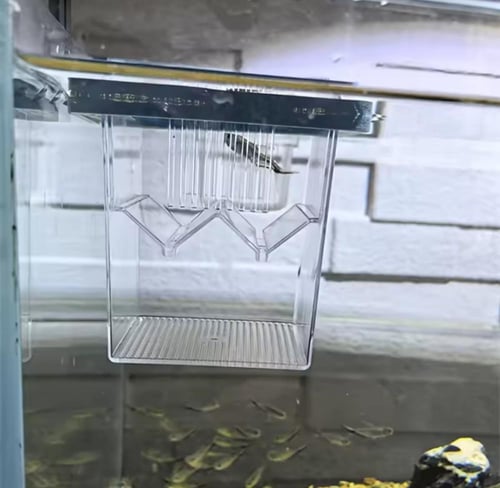 صندوق تفريخ و عزل - Fish Breeding Isolation Box