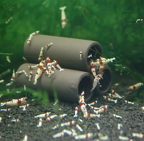 مخبأ سيراميكي للروبيان والأسماك - Ceramic Shrimp &...