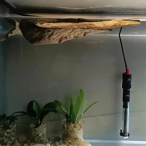 Terminalia catappa Leaves – أوراق ترميناليا كاتابا...