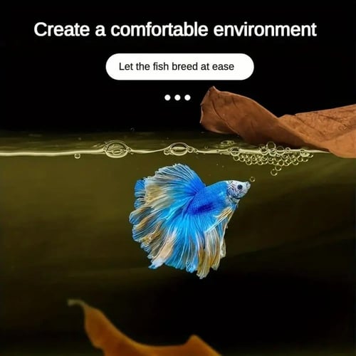 Terminalia catappa Leaves – أوراق ترميناليا كاتابا...