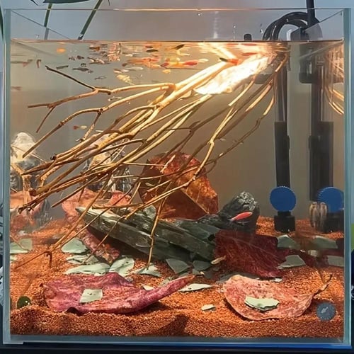 Terminalia catappa Leaves – أوراق ترميناليا كاتابا...