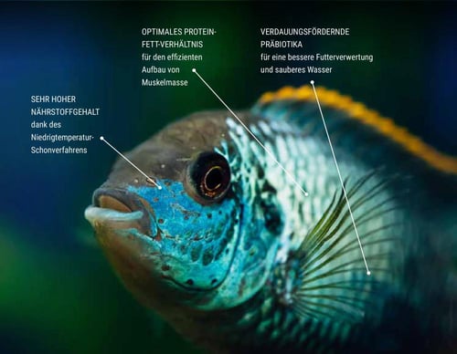 طعام تيترا برو - معزز الألوان - TetraPRO Colour Mu...