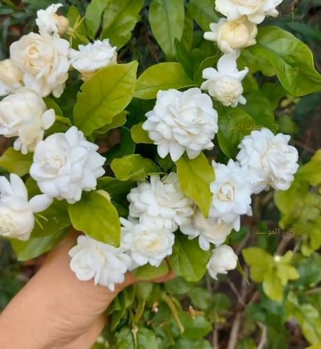 شتلات الفل المصري المكبس