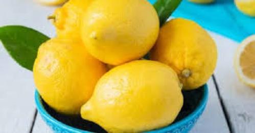 شتلات ليمون اضاليا عمر 3 سنوات كبير مركن 28