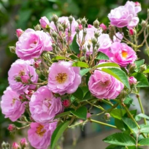 الجوري المتسلق